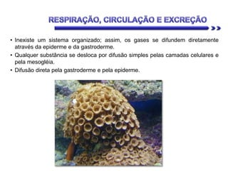 • Inexiste um sistema organizado; assim, os gases se difundem diretamente
através da epiderme e da gastroderme.
• Qualquer substância se desloca por difusão simples pelas camadas celulares e
pela mesogléia.
• Difusão direta pela gastroderme e pela epiderme.
 