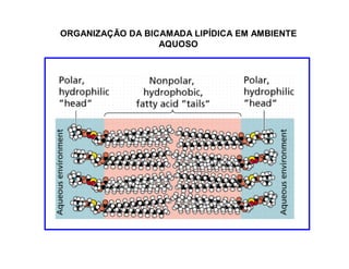 ORGANIZAÇÃO DA BICAMADA LIPÍDICA EM AMBIENTE
AQUOSO
 