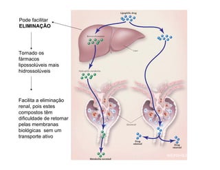 WEINSHILBOUM, 2003
Pode facilitar
ELIMINAÇÃO
Tornado os
fármacos
lipossolúveis mais
hidrossolúveis
Facilita a eliminação
renal, pois estes
compostos têm
dificuldade de retornar
pelas membranas
biológicas sem um
transporte ativo
 