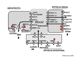 Shitara et al, 2006
HEPATÓCITO
EPITÉLIO RENAL
EPITÉLIO INTESTINAL
 