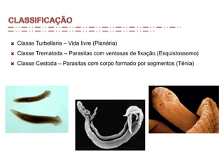 Classe Turbellaria – Vida livre (Planária)
Classe Trematoda – Parasitas com ventosas de fixação (Esquistossomo)
Classe Cestoda – Parasitas com corpo formado por segmentos (Tênia)
 