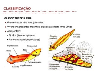 CLASSE TURBELLARIA
Platelminto de vida livre (planárias)
Vivem em ambientes marinhos, dulcícolas e terra firme úmida
Apresentam:
• Ocelos (fotorreceptores)
• Aurículas (quimiorreceptores)
 
