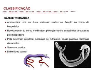 CLASSE TREMATODA
Apresentam uma ou duas ventosas usadas na fixação ao corpo do
hospedeiro
Revestimento do corpo modificado, proteção contra substâncias produzidas
pelo hospedeiro
Pela superfície corpórea: Absorção de nutrientes, trocas gasosas, liberação
de excretas
Sexos separados
Dimorfismo sexual
 