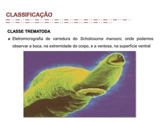 CLASSE TREMATODA
Eletromicrografia de varredura do Schistosoma mansoni, onde podemos
observar a boca, na extremidade do corpo, e a ventosa, na superfície ventral
 