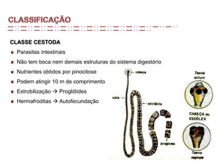CLASSE CESTODA
Parasitas intestinais
Não tem boca nem demais estruturas do sistema digestório
Nutrientes obtidos por pinocitose
Podem atingir 10 m de comprimento
Estrobilização  Proglótides
Hermafroditas  Autofecundação
 