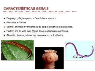 Do grego: platys – plano e helmintes – vermes
Planárias e Tênias
Verme: animais invertebrados de corpo cilíndrico e rastejantes.
Podem ser de vida livre (água doce e salgada) e parasitas.
Simetria bilateral, triblástico, acelomado, protostômios
 