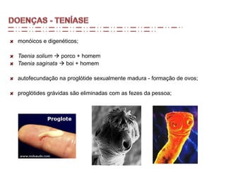 monóicos e digenéticos;
Taenia solium  porco + homem
Taenia saginata  boi + homem
autofecundação na proglótide sexualmente madura - formação de ovos;
proglótides grávidas são eliminadas com as fezes da pessoa;
 