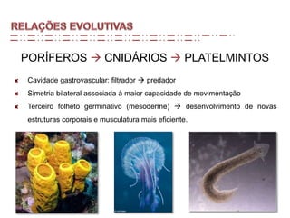 PORÍFEROS  CNIDÁRIOS  PLATELMINTOS
Cavidade gastrovascular: filtrador  predador
Simetria bilateral associada à maior capacidade de movimentação
Terceiro folheto germinativo (mesoderme)  desenvolvimento de novas
estruturas corporais e musculatura mais eficiente.
 