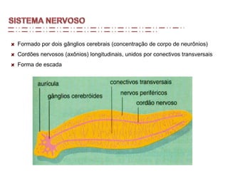 Formado por dois gânglios cerebrais (concentração de corpo de neurônios)
Cordões nervosos (axônios) longitudinais, unidos por conectivos transversais
Forma de escada
 
