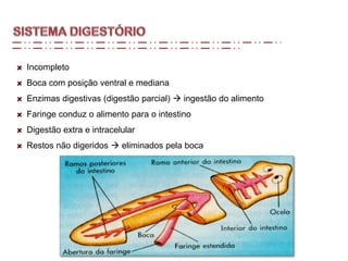 Incompleto
Boca com posição ventral e mediana
Enzimas digestivas (digestão parcial)  ingestão do alimento
Faringe conduz o alimento para o intestino
Digestão extra e intracelular
Restos não digeridos  eliminados pela boca
 