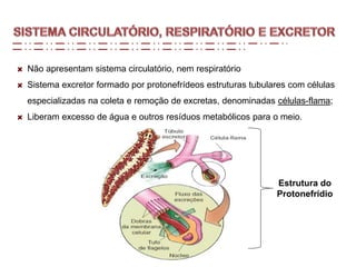 Não apresentam sistema circulatório, nem respiratório
Sistema excretor formado por protonefrídeos estruturas tubulares com células
especializadas na coleta e remoção de excretas, denominadas células-flama;
Liberam excesso de água e outros resíduos metabólicos para o meio.
Estrutura do
Protonefrídio
 