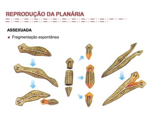 ASSEXUADA
Fragmentação espontânea
 