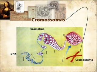 Cromossomas 
DNA 
Cromossoma 
Cromatina 
 