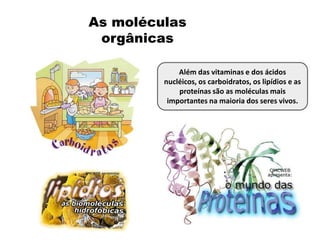 As moléculas
orgânicas
Além das vitaminas e dos ácidos
nucléicos, os carboidratos, os lipídios e as
proteínas são as moléculas mais
importantes na maioria dos seres vivos.
 