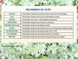 Fonte: Embrapa, 2004.
 