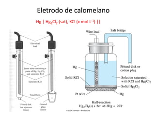 Eletrodo de calomelano Hg | Hg2Cl2 (sat), KCl (x mol L-1) ||  