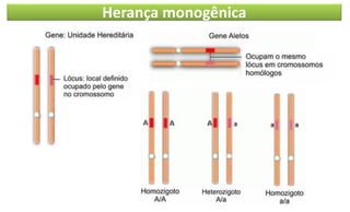 Herança monogênica
 
