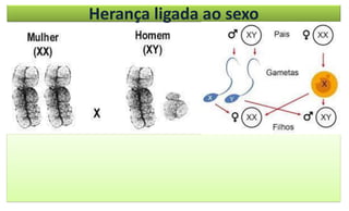 Herança ligada ao sexo
 
