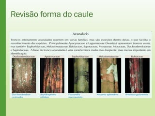 Revisão forma do caule
 