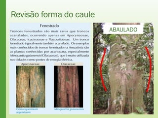 Revisão forma do caule
ABAULADO
 
