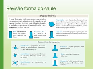 Revisão forma do caule
 