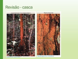 Revisão - casca
 