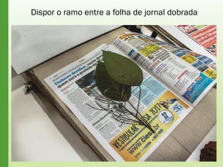 Dispor o ramo entre a folha de jornal dobrada
 