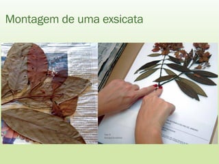 Montagem de uma exsicata
 