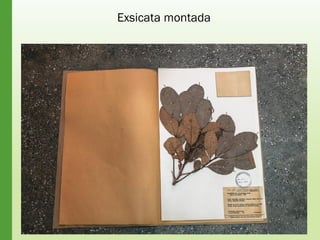 Exsicata montada
 