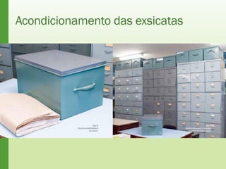 Acondicionamento das exsicatas
 