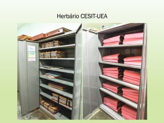 Herbário CESIT-UEA
 