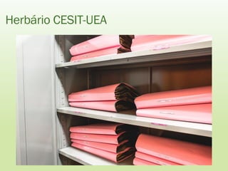 Herbário CESIT-UEA
 