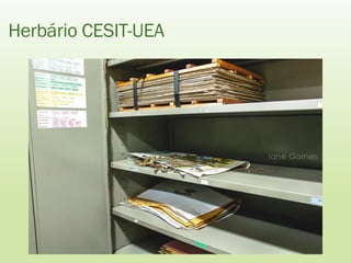 Herbário CESIT-UEA
 