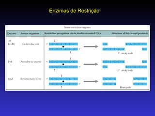 Enzimas de Restrição 