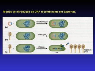 Modos de introdução de DNA recombinante em bactérias. 