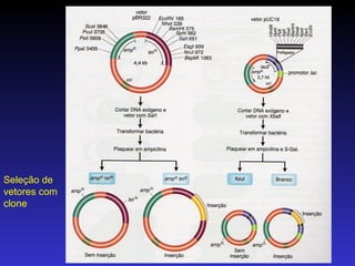 Vetores: pBR322 & pUC18 Seleção de vetores com clone polylinker 
