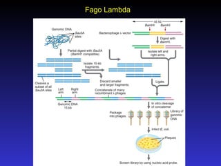Fago Lambda 