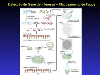 Detecção de Gene de Interesse – Plaqueamento de Fagos 