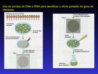 Uso de sondas de DNA e RNA para identificar o clone portador do gene de interesse. 