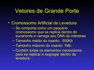 Vetores de Grande Porte Cromossomo Artificial de Levedura Se comporta como um pequeno cromossomo que se replica dentro do eucarionte e carrega seu DNA de interesse Tamanho médio do inserto:  500Kb Tamanho máximo do inserto: 1Mb Contém todas os elementos necessários para se replicar e segregar dentro da levedura 