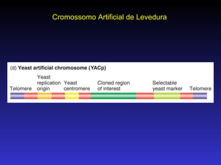 Cromossomo Artificial de Levedura 