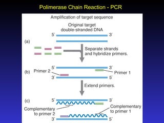 Polimerase Chain Reaction - PCR 