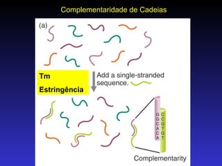 Complementaridade de Cadeias Tm Estringência 