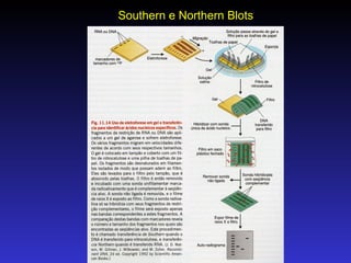 Southern e Northern Blots 
