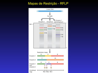 Mapas de Restrição - RFLP 