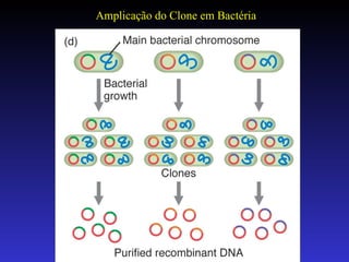 Amplicação do Clone em Bactéria 
