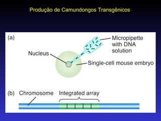 Produção de Camundongos Transgênicos 