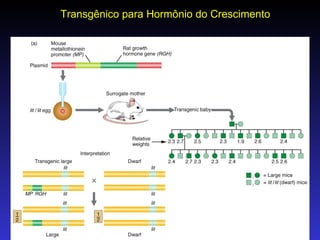 Transgênico para Hormônio do Crescimento 