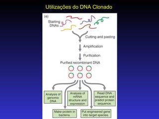 Utilizações do DNA Clonado 
