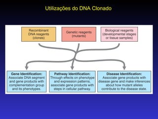 Utilizações do DNA Clonado 